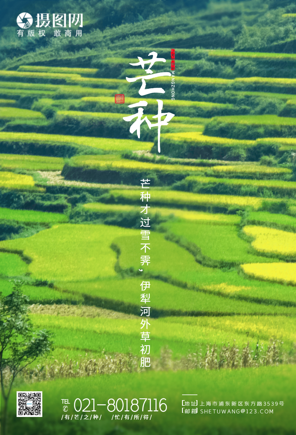 24节气芒种节气海报