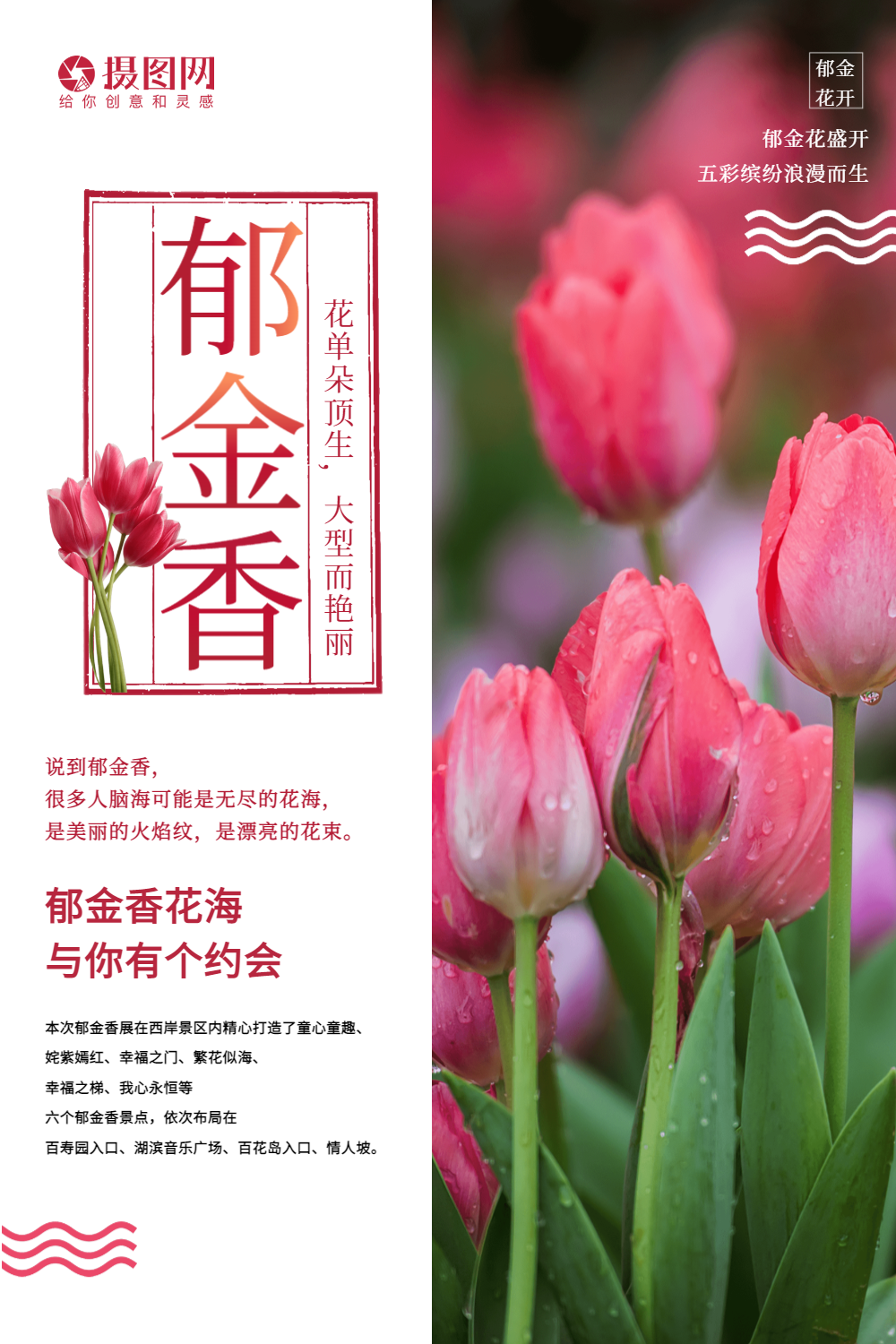 简洁郁金香海报