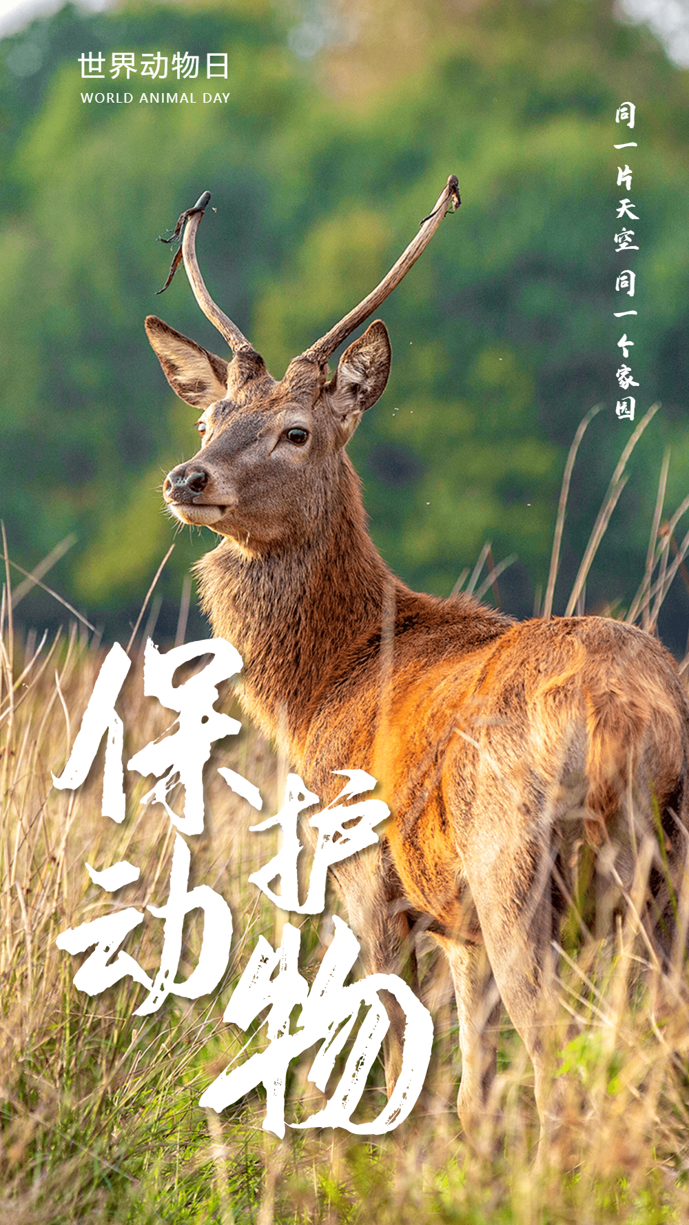 保护动物公益摄影图海报