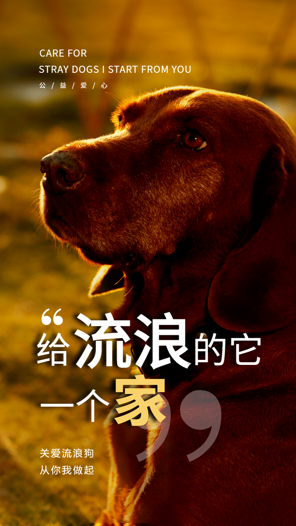 领养流浪狗