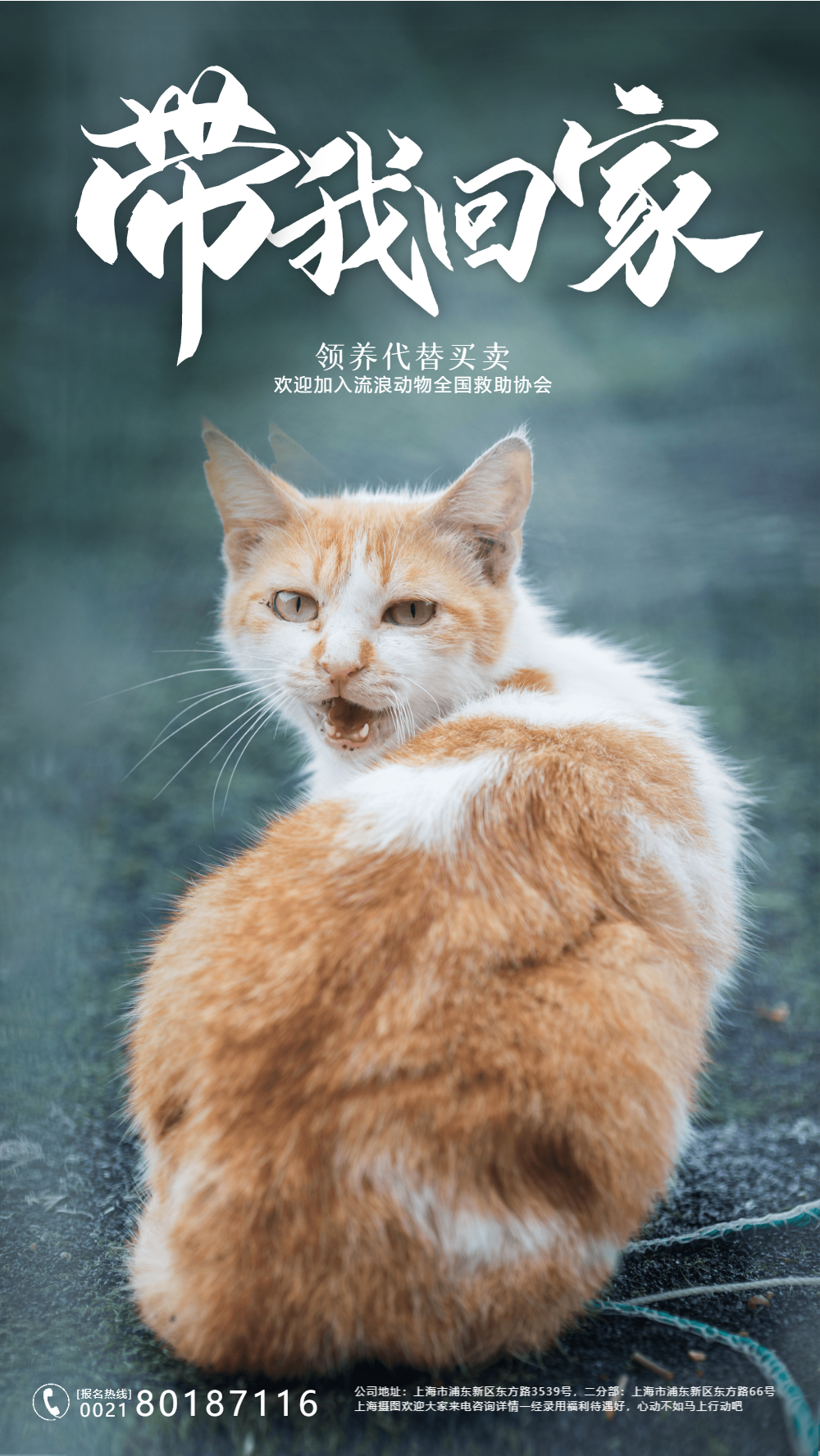 正版关爱流浪动物公益摄影图海报正版犀牛保护动物宣传摄影图海报正版