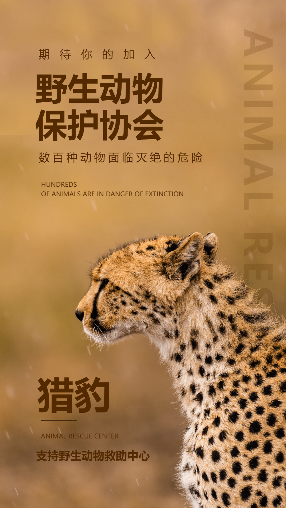 野生动物保护协会公益宣传摄影图海报