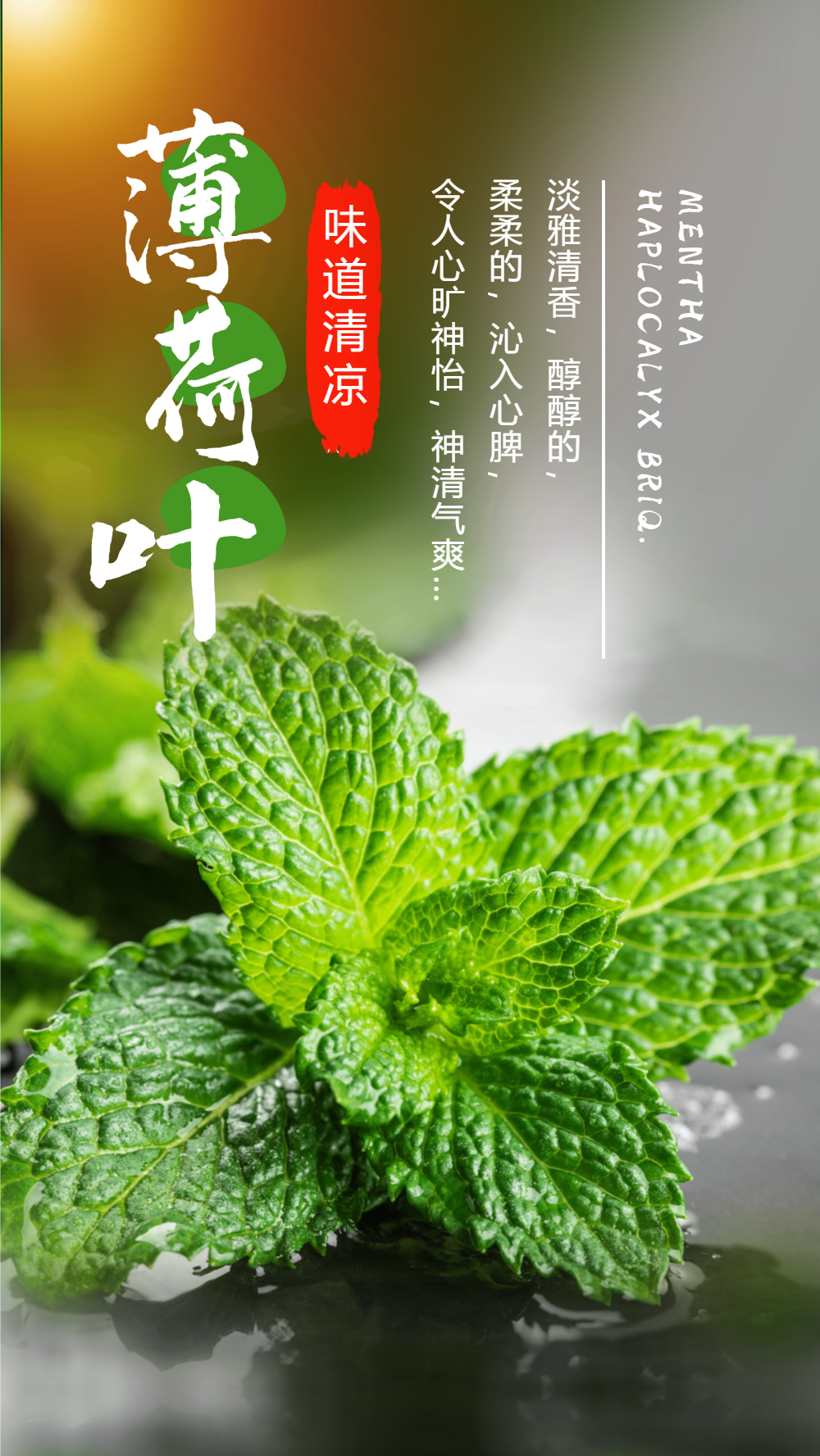 薄荷叶植物简介摄影图海报