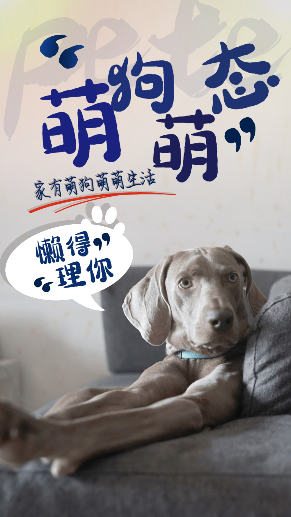 萌宠萌态宠物摄影图海报