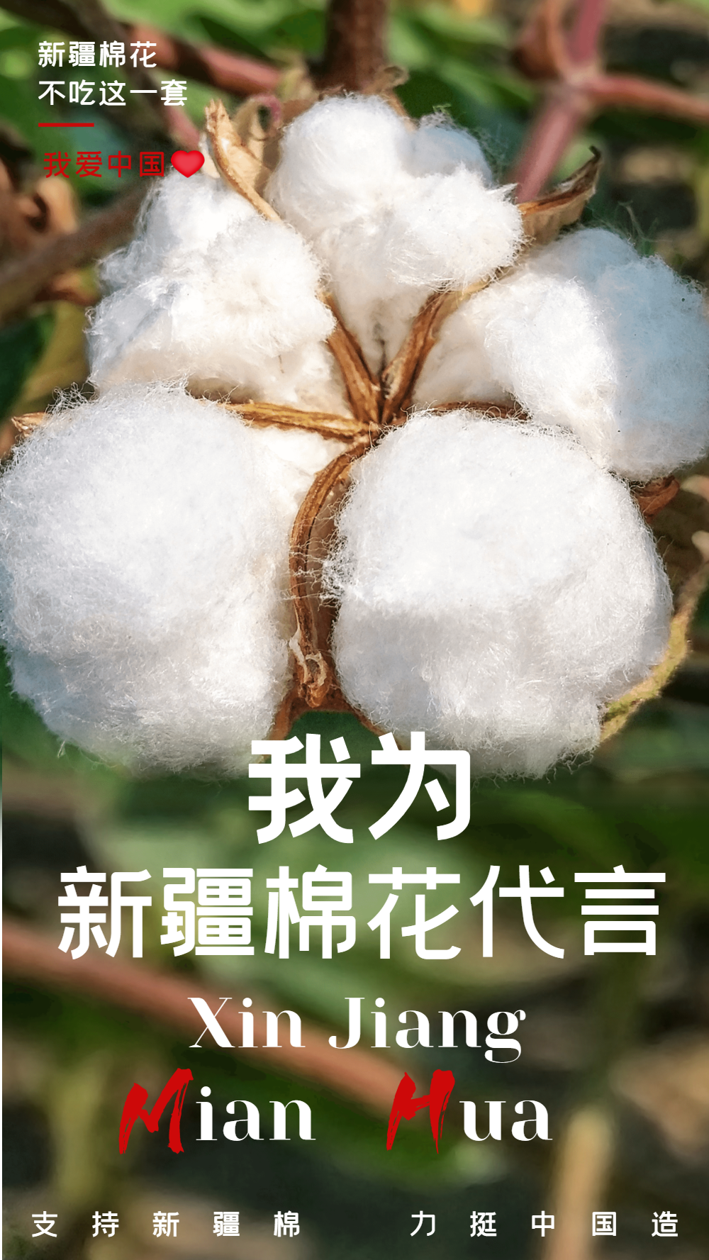 我为新疆棉花代言摄影图海报